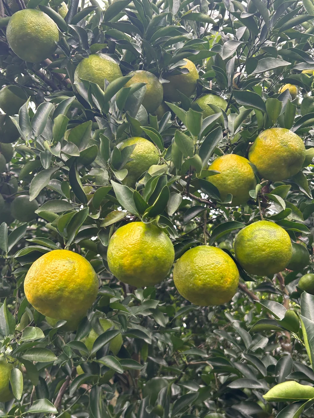 枝頭上的青皮椪柑